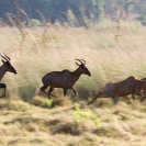 047_MATs.1977-Tsessebe-Running-Zambia