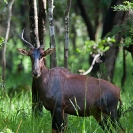 048_MATs.6092V-Tsessebe-with-broken-horn-Zambia