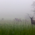 049_MATs.6135-Tsessebe-in-Mist-Zambia