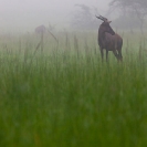 050_MATs.6139V-Tsessebe-in-Mist-Zambia