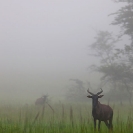 051_MATs.6140V-Tsessebe-in-Mist-Zambia