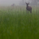 052_MATs.6142V-Tsessebe-in-Mist-Zambia