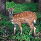 053_MAB.8422V-Bushbuck-N-Zambia