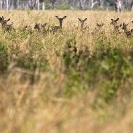 055_MAI.0790-Impala-Herd-Luangwa-Valley-Zambia