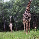 059_MG.6081V-Giraffe-male-&-female-Zambia