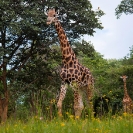 060_MG.6046-Giraffe-group-&-Bidens-wild-flowers-Zambia