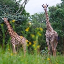 061_MG.6064-Giraffe-&-Bidens-wild-flowers-Zambia