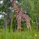 062_MG.6059V-Giraffe-&-Bidens-wild-flowers-Zambia