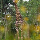 063_MG.6066-Giraffe-&-Bidens-wild-flowers-Zambia