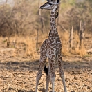 064_MG.1023V-Thornicroft's-Giraffe-Infant-&-Oxpeckers-Luangwa-Valley-Zambia
