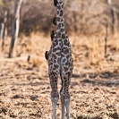065_MG.1002V-Thornicroft's-Giraffe-Infant-Luangwa-Valley-Zambia