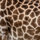 066A_MG.0844-Thornicroft's-Giraffe-skin-pattern-Luangwa-valley-Zambia-