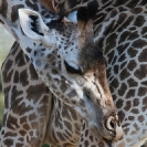 066B_MG.1158V-Thornicroft's-Giraffe-close-up-Luangwa-valley-Zambia-