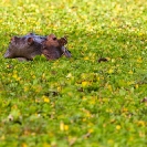 067_MH.0851-Hippo-in-Nile-Cabbage-Luangwa-Valley-Zambia