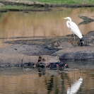 068_MH.0842-Hippos-in-Drying-Lagoon-Luangwa-Valley-Zambia