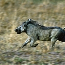 070_MpiW.116-Warthog-Running-Luangwa-Valley-Zambia