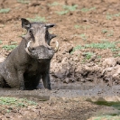 071_MPiW.1162-Warthog-at-Mud-Wallow-Luangwa-Valley-Zambia