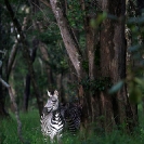 072_MZ.6096V-Zebra-in-Miombo-Woodland-N-Zambia