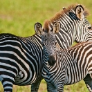 073_MZ.0797-Burchell's-Zebra-&-foal-Luangwa-Valley-Zambia