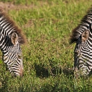 075_MZ.0800-Zebras-grazing-Luangwa-Valley-Zambia-