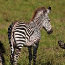 076_MZ.0802-Zebras-grazing-with-foal-Luangwa-Valley-Zambia-