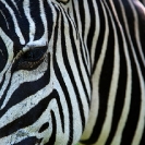 077_MZ.6589-Zebra-close-up-eye-&-markings-S-Zambia-