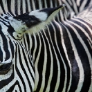 078_MZ.6593-Zebra-close-up-eye-&-markings-S-Zambia