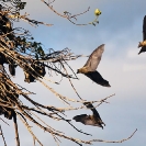 079_MBA.4639-Straw-coloured-Fruit-Bats-in-flight-N-Zambia