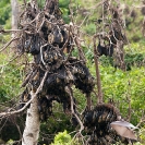 081_MBA.3948VA-Straw-coloured-Fruit-Bat-Migration-N-Zambia