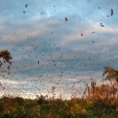 083_MBA.456668A-Straw-coloured-Fruit-Bat-Migration-N-Zambia