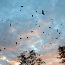084_MBA.4530A-Straw-coloured-Fruit-Bat-Migration-N-Zambia