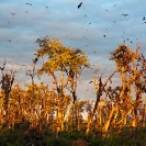 085_MBA.4534B-Dawn-Straw-coloured-Fruit-Bat-Migration--N-Zambia