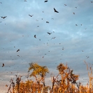 086_MBA.4537VA-Dawn-Straw-coloured-Fruit-Bat-Migration-N-Zambia