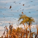 087_MBA.4561VA-Straw-coloured-Fruit-Bat-Migration-N-Zambia