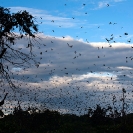 088_MBA.4627-Straw-coloured-Fruit-Bat-Migration-N-Zambia-