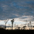 089_MBA.4569A-Straw-coloured-Fruit-Bat-Migration-N-Zambia-