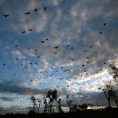 091_MBA.4575-Straw-coloured-Fruit-Bat-Migration-N-Zambia