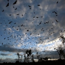 092_MBA.4577A-Straw-coloured-Fruit-Bat-Migration-N-Zambia
