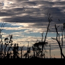 093_MBA.4617-Straw-coloured-Fruit-Bat-Migration-N-Zambia