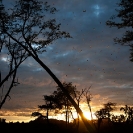 094_MBA.4547A-Sunrise-Straw-coloured-Fruit-Bat-Migration-N-Zambia