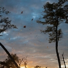 095_MBA.4552VA-Sunrise-Straw-coloured-Fruit-Bat-Migration-N-Zambia-