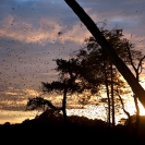 096_MBA.4541A-Sunrise-Straw-coloured-Migration-N-Zambia