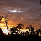 097_MBA.4529-Sunrise-Straw-coloured-Fruit-Bat-Migration-N-Zambia-