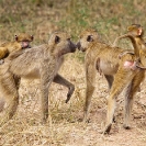 098_MApB.0820-Yellow-Baboon-females-&-infants-greeting-Luangwa-Valley-Zambia