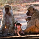 100_MApB.01149-Yellow-Baboon-females-&-infants-Luangwa-Valley-Zambia