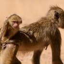 100A_MApB.0737-Yellow-Baboon-infant-jockeying-Luangwa-Valley-zambia