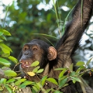 102_MApC.0015V-Chimpanzee-feeding-Chimfunshi-Sanctuary-Zambia