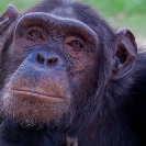 103_MApC.5161-Chimpanzee-Chimfunshi-Sanctuary-Zambia