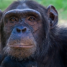 104_MApC.5163-Chimpanzee-Chimfunshi-Sanctuary-Zambia