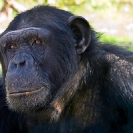 105_MApC.5146-Chimpanzee-Chimfunshi-Sanctuary-Zambia